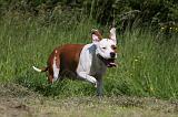 AMSTAFF ADULT 416